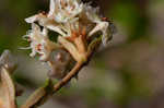 Dogtongue buckwheat